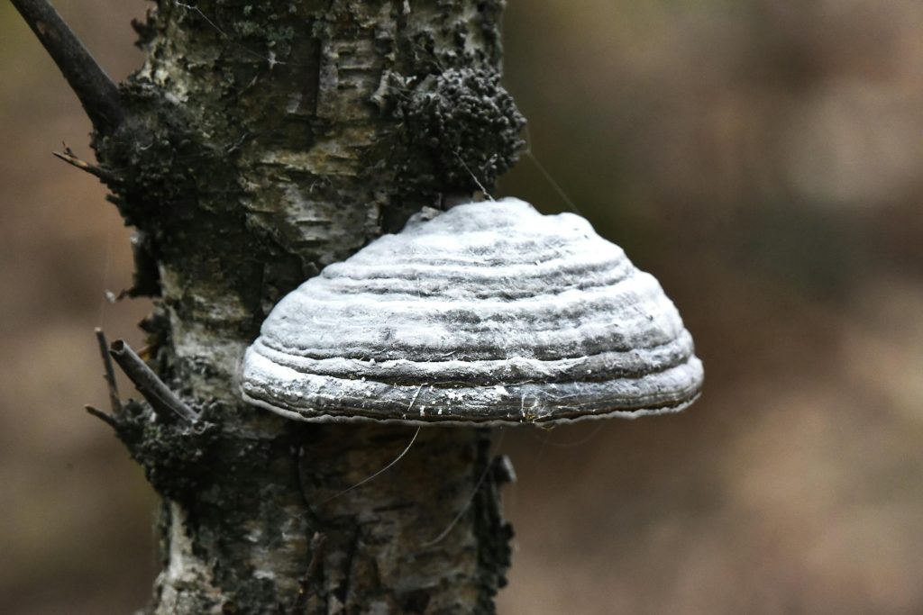 Hinge: La Alternativa Seria al Tinder para Encontrar el Amor Verdadero - Cansado(a) de Encontros Casuais? Por que o Hinge é o "App Feito para Deletar" e Como Usá-lo.