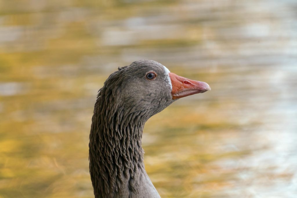 Cómo recomenzar la vida amorosa y redescubrir tu autoestima en la tercera edad - como melhorar a Autoestima depois dos 50 anos