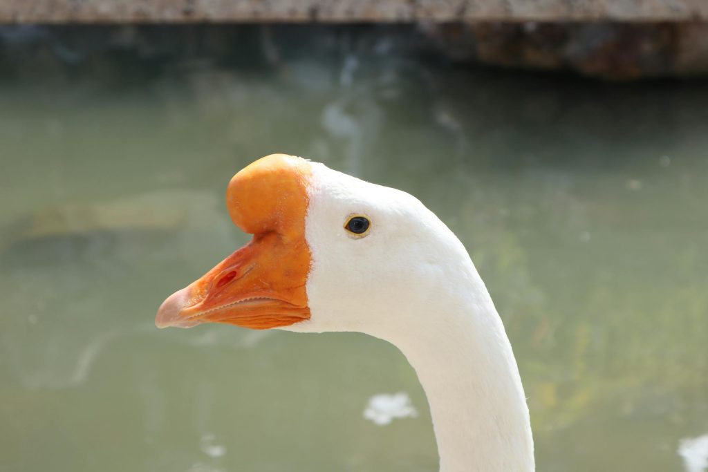 Cómo cultivar la intimidad y la felicidad en relaciones posteriores a los 50: Una guía práctica - Como ter relações verdadeiras e felizes após os 50 anos